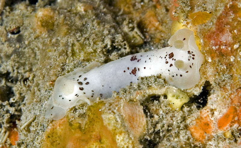 Dendrodoris behrensi